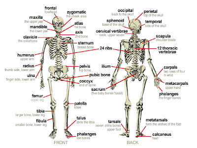 Human Body Parts And Functions In Tamil Pdf Free Human Body Parts And Functions In Tamil Pdf Free